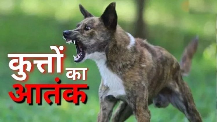 छत्तीसगढ़ में आवारा कुत्तों का आतंक