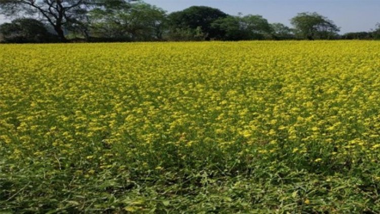 सरसों की खेती से आत्मनिर्भर बनीं बजरहीन बाई गोंड़