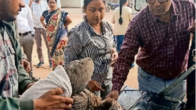 महाराष्ट्र के ताडोबा अंधारी टाइगर रिजर्व से 400 किमी का सफर तय कर पहुंचा बीमार गिद्ध