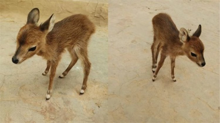 बकरियों के बीच मिला हिरण का बच्चा