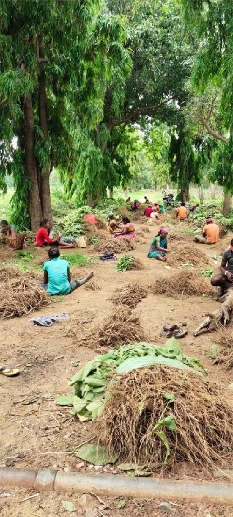 लेमनग्रास की खेती से आत्मनिर्भर बन रही महिलाएँ