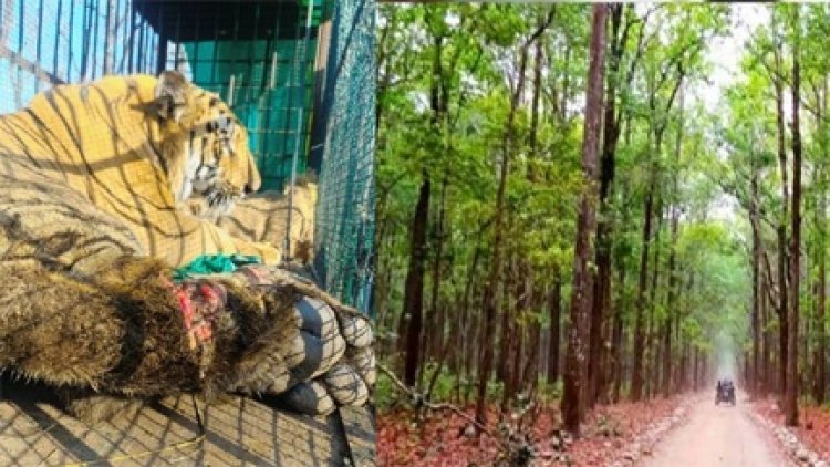 छत्तीसगढ़ वन विभाग शीघ्र ही मध्य प्रदेश से बाघों का करेगा आयात