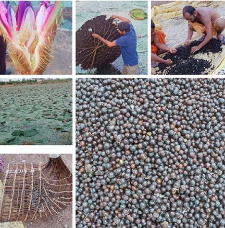 छत्तीसगढ़ में मखाना उत्पादन को प्रोत्साहन