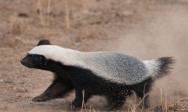 छत्तीसगढ़ की जैव विविधता में जुड़ा नया अध्याय