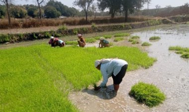 धान के साथ वैकल्पिक फसलों की ओर बढ़ते धमतरी के किसान, रागी की खेती में बढ़ी भागीदारी