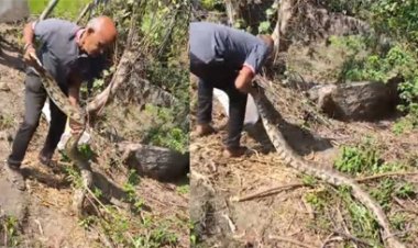 बागतराई रावा गांव में निकला 10 फीट लंबा अजगर