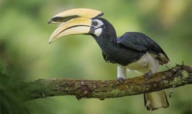 दुर्लभ हॉर्नबिल संरक्षण की विशेष पहल :उदंती-सीतानदी में विकसित हो रहे प्राकृतिक उद्यान