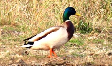 गिधवा टैंक में प्रवासी मल्लार्ड का आगमन, बढ़ी क्षेत्र की पहचान