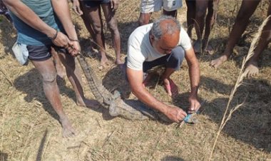 मगरमच्छ का सुरक्षित रेस्क्यू, जंगल सफारी में मिला नया आश्रय