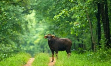बारनवापारा अभयारण्य : जहां हर कदम पर है प्रकृति का रोमांच