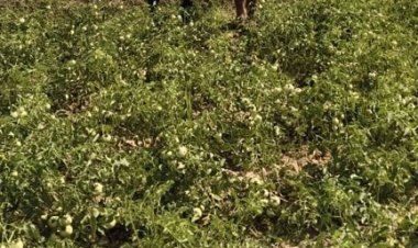 राष्ट्रीय बागवानी मिशन से किसानों को संबल : उन्नत तकनीक से टमाटर खेती में बढ़ा उत्पादन और मुनाफा