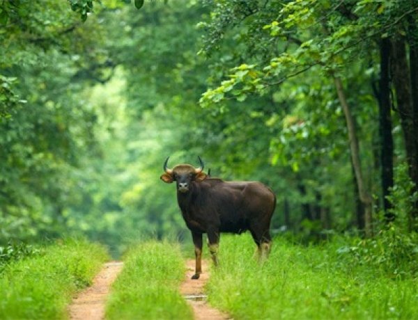 बारनवापारा अभयारण्य : जहां हर कदम पर है प्रकृति का रोमांच