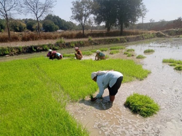 धान के साथ वैकल्पिक फसलों की ओर बढ़ते धमतरी के किसान, रागी की खेती में बढ़ी भागीदारी