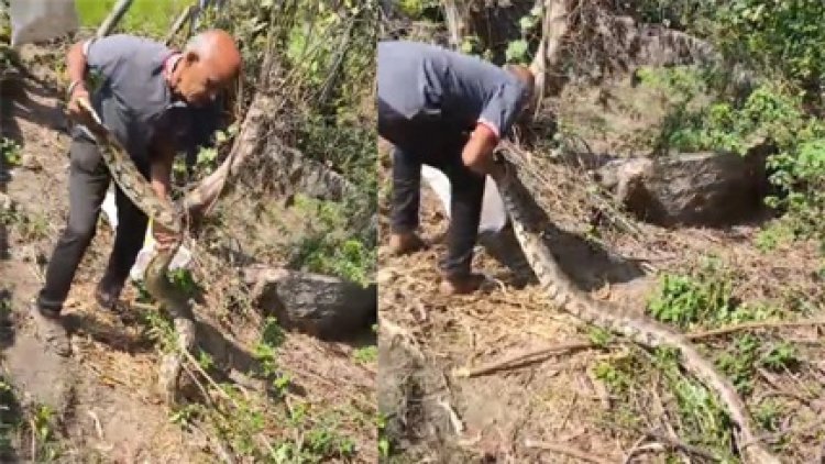 बागतराई रावा गांव में निकला 10 फीट लंबा अजगर