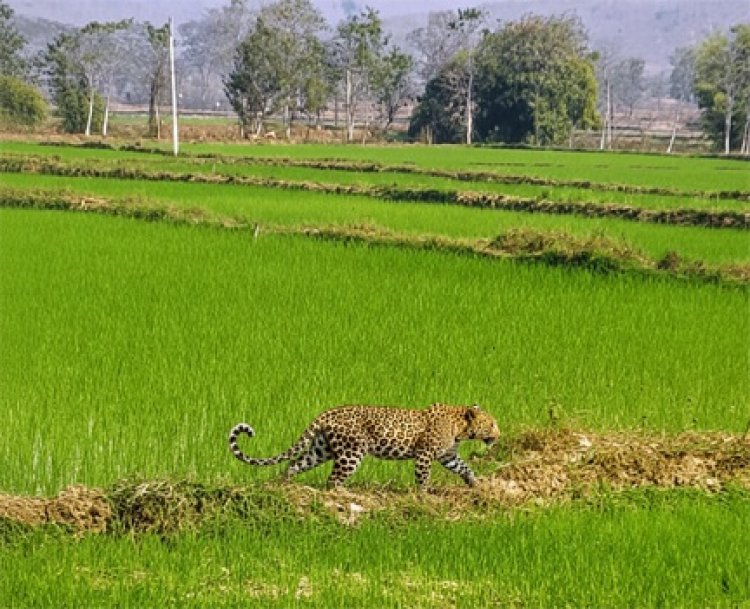 मां से बिछड़कर खेत में पहुंचा चार माह का तेंदुए का शावक
