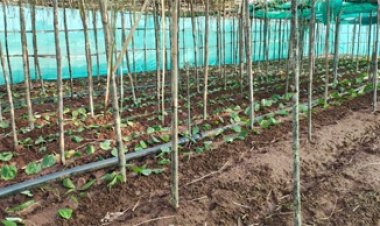 पान की विलुप्त होती खेती को नया जीवन, छुईखदान में पान अनुसंधान केन्द्र की स्थापना