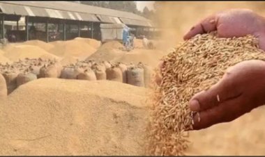 धान खरीदी में छत्तीसगढ़ बना मिसाल, एआई और डेटा मॉडल से नई व्यवस्था