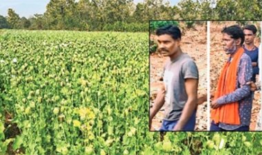 बलरामपुर में मिली अफीम की खेती, 5 आरोपियों को किया गिरफ्तार