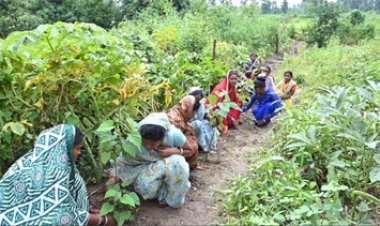 घरों की बाड़ी बनी महिलाओं की तरक्की की राह