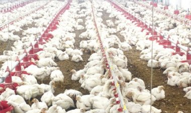 10,000 चूजों की क्षमता वाले एयर कंडीशनर मुर्गी फार्म का संचालन कर रही है माँ लक्ष्मी महिला समूह