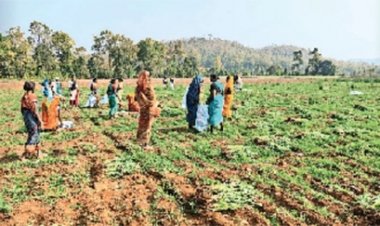 बिलासपुर में अफीम पर प्रशासन का सख्त अभियान: तहसीलदार, पटवारी और सचिव करेंगे खेतों की जांच