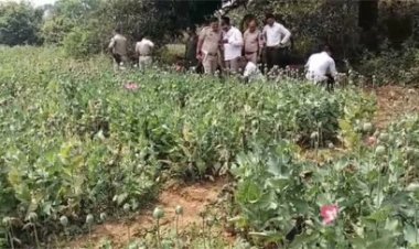 तमनार के जंगलों में अवैध अफीम खेती का बड़ा खुलासा
