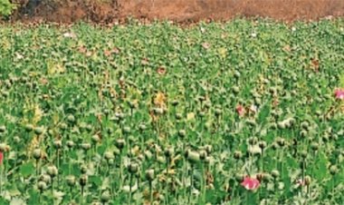 अफीम की खेती बनी राजनीतिक मुद्दा, मंत्रियों के जिलों पर उठे सवाल