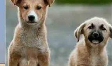 वन्यप्राणियों की सुरक्षा के लिए सख्ती वन क्षेत्रों में आवारा कुत्तों के प्रवेश पर रोक