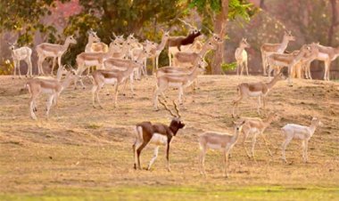 बारनवापारा अभयारण्य में काले हिरणों का वैज्ञानिक पद्धति से पुनर्स्थापन: दो चरणों में 34 हिरणों को प्राकृतिक आवास में छोड़ा गया सुरक्षित