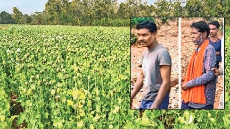 बलरामपुर में मिली अफीम की खेती, 5 आरोपियों को किया गिरफ्तार
