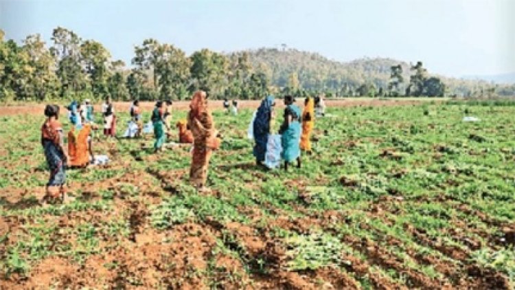 बिलासपुर में अफीम पर प्रशासन का सख्त अभियान: तहसीलदार, पटवारी और सचिव करेंगे खेतों की जांच