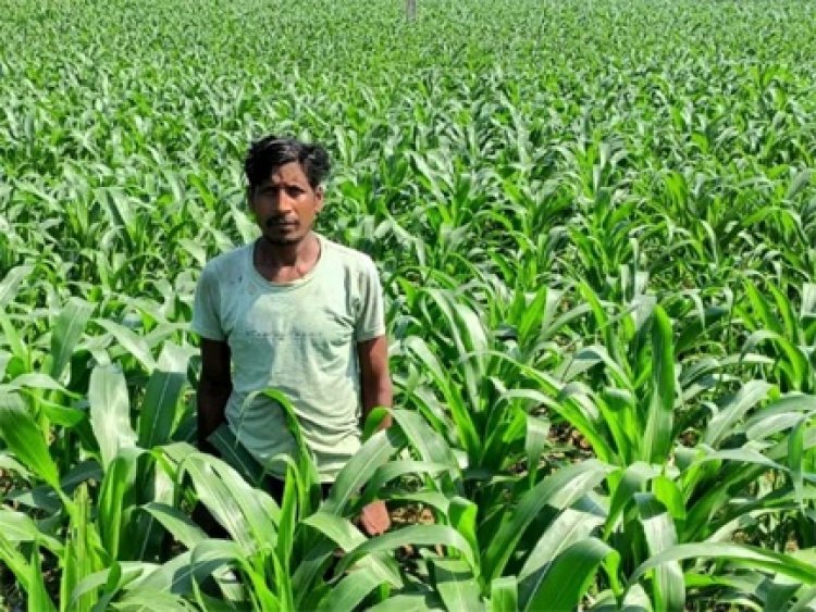 धान के बजाय मक्का से बढ़ा मुनाफा : किसान मालती मोहन बने उन्नत खेती की मिसाल