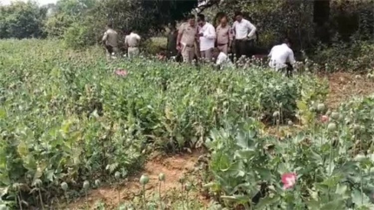तमनार के जंगलों में अवैध अफीम खेती का बड़ा खुलासा