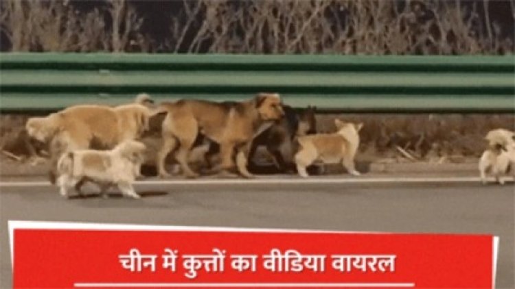 वफादारी की मिसाल... मौत के मुंह से बच निकले 7 पालतू कुत्ते, 17 KM का सफर तय कर पहुंचे घर