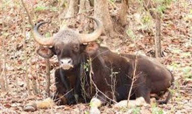 घायल बायसन की स्थिति स्थिर, वैज्ञानिक तरीके से जारी है उपचार