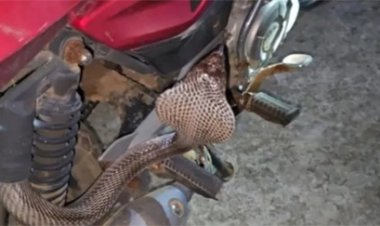 युवक की बाइक पर छिपा भयंकर कोबरा, किक मारते ही मचा हड़कंप