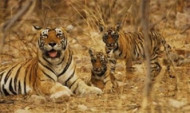 तीस साल का इंतजार खत्म, इंद्रावती टाइगर रिजर्व में वापस आएंगे बाघ