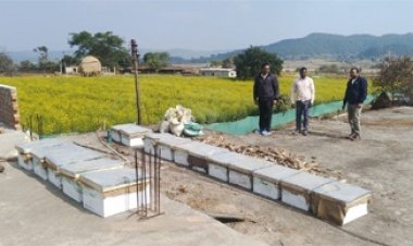 मधुमक्खी पालन: कम लागत में ज्यादा मुनाफे का बेहतर विकल्प