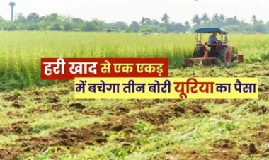 हरी खाद- खेती में बढ़ेगा उत्पादन, मिट्टी की सेहत होगी बेहतर