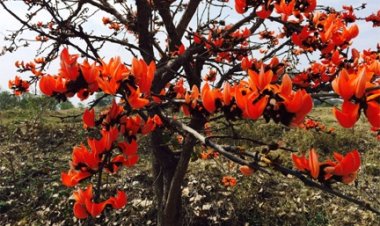 पलाश फूल से बढ़ती आजीविका और समृद्धि