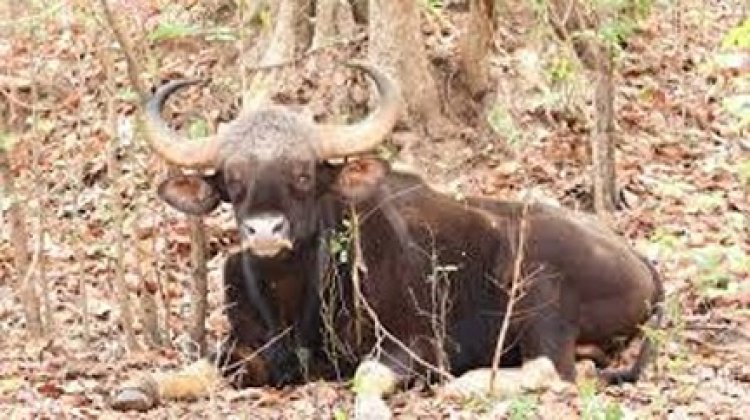 घायल बायसन की स्थिति स्थिर, वैज्ञानिक तरीके से जारी है उपचार