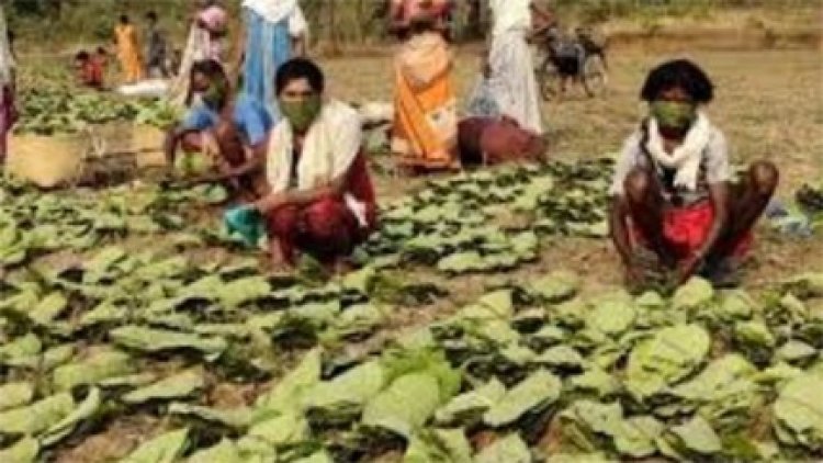 धमतरी का तेंदूपत्ता अब बाहर के राज्यों में जाएगा, यूपी और बंगाल की फर्में खरीदार