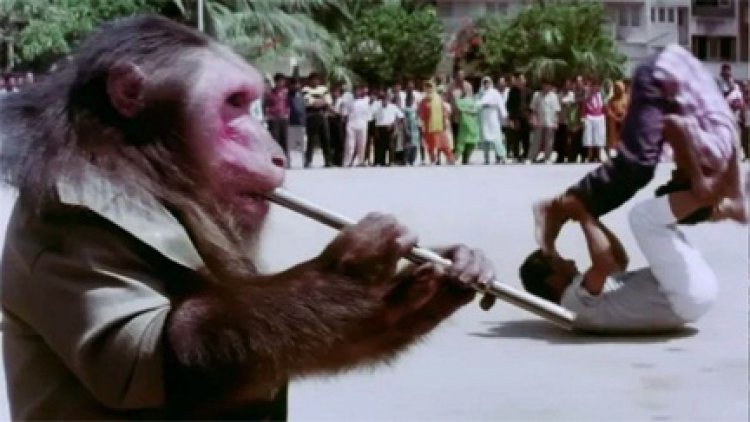 33 साल पहले 'बंदर' ने सनी देओल को चटाई धूल