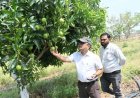 फसल विविधिकरण से बदली किसान कुंवर सिंह मधुकर की तस्वीर