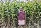 ग्रीष्मकालीन धान के स्थान पर दलहन और मक्का को अपना रहे सरगुजा के किसान