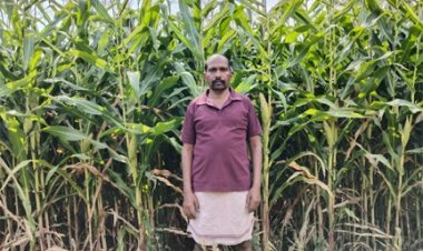 ग्रीष्मकालीन धान के स्थान पर दलहन और मक्का को अपना रहे सरगुजा के किसान