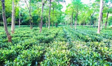 जशपुर के किसान खेती में बना रहे हैं अलग पहचान
