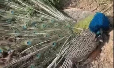 आसमान से बरस रही आग, छत्तीसगढ़ में भीषण गर्मी ने ली कई बेजुबानों की जान
