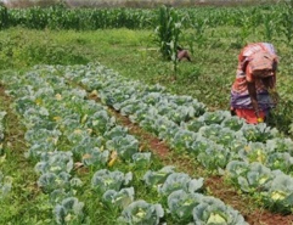 बस्तर में तकनीक और हौसले से महकी तुलसा बघेल की बाड़ी