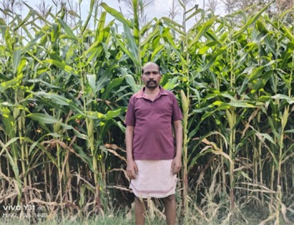 ग्रीष्मकालीन धान के स्थान पर दलहन और मक्का को अपना रहे सरगुजा के किसान